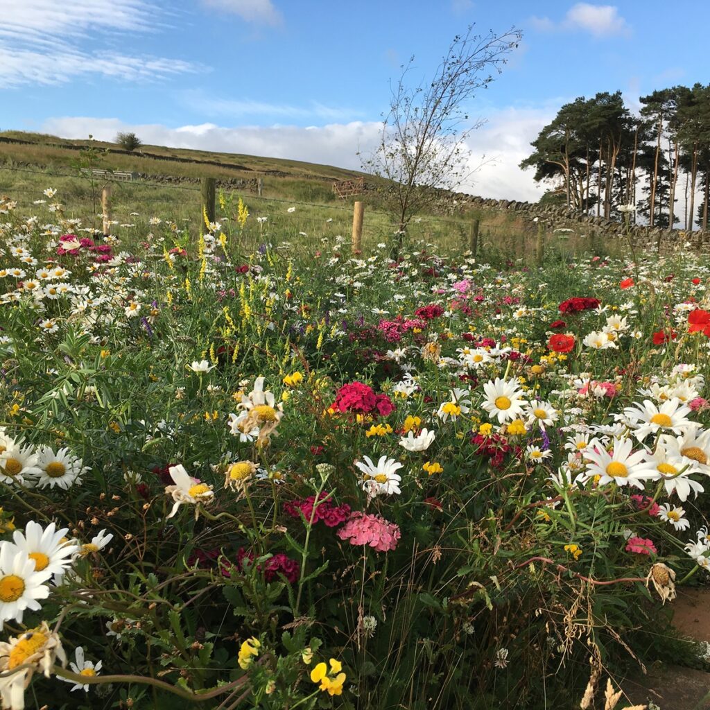 Rolawn Wildflower Turf Native Enriched Turf – 20m&sup2; 5060094342153 2